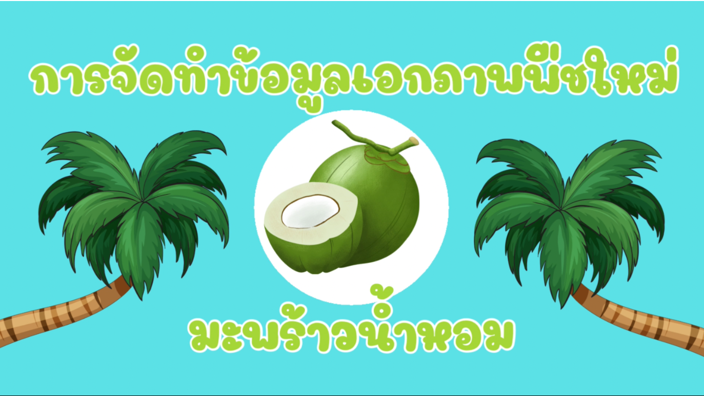 รูปประกอบการจัดทำข้อมูลเอกภาพพืชใหม่ (มะพร้าวน้ำหอม)