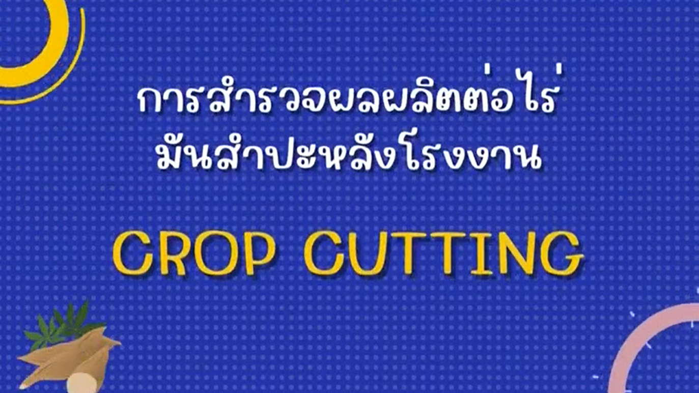 รูปประกอบการสำรวจผลผลิตต่อไร่มันสำปะหลังโรงงานด้วยวิธี Crop Cutting